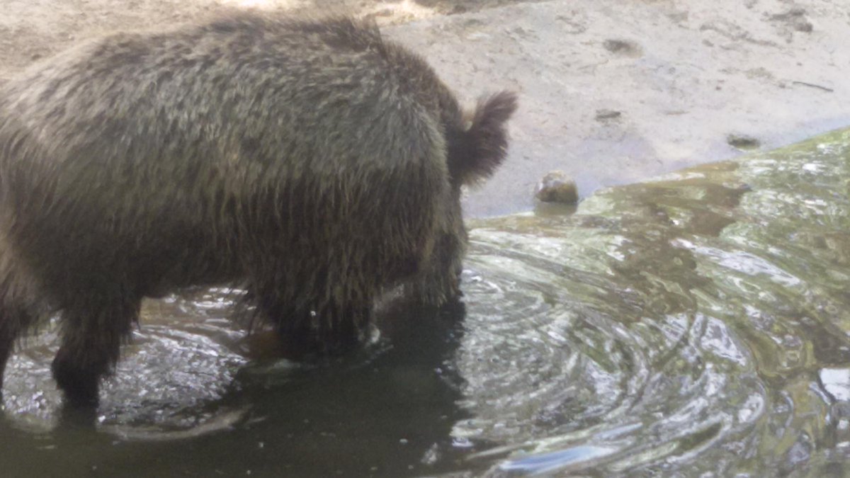 _carriches's tweet photo. ir al zoo a ver animales y quedarte observando a este media hora dice suficiente de la afición que llevo dentro...... http://t.co/prIuIAIWYh