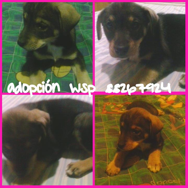 karengbaez's tweet photo. @InviernoPyG macho 2 meses desparacitado interna y ext. vacunas y castraccion es responsabilidad de los nuevos dueños http://t.co/0A9O9CPfK7