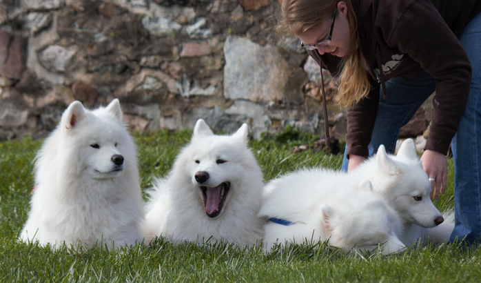 BugOutSite's tweet image. The Samoyed sense of humor. Who says they don't work as a pack? #NationalPurebredDogDay #npdd @ArticCross