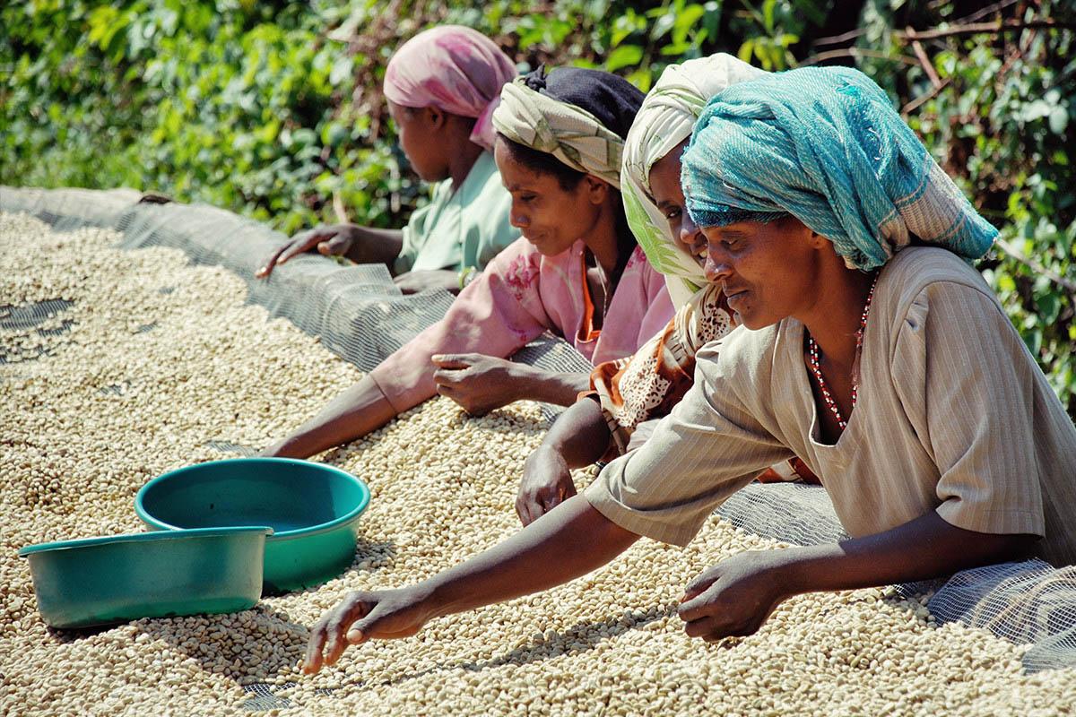 stumptowncoffee's tweet photo. Our #featuredcoffee is Ethiopia Chelbessa. Magic place, magic coffee. http://t.co/brTnpWj6tf http://t.co/UCcjrD88y1 http://t.co/8Qb3zfkcqA