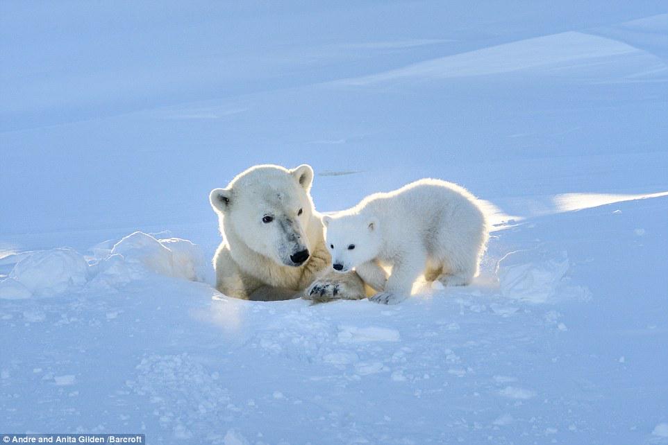 белые медведи остров врангеля арктика арктика. остров врангеля моржи белые медведи. белые медведи минус. белый медведь в россии. белый медведь.
