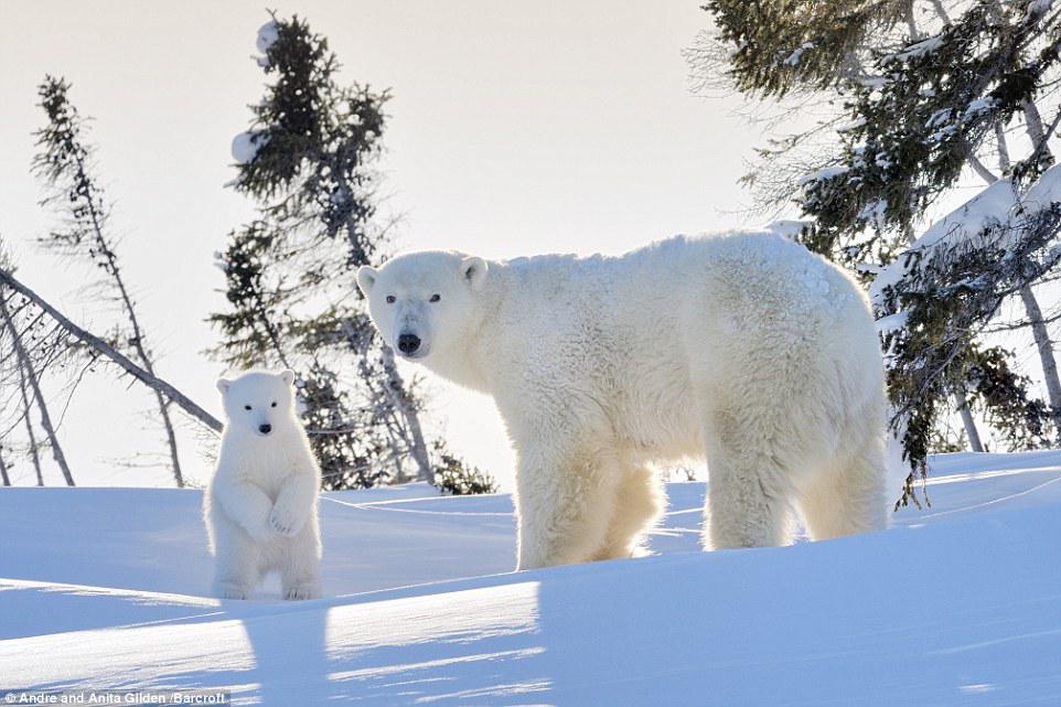 белый медведь (карско-баренцевоморская популяция). белый медведь (карско-баренцевоморская популяция). полар беар. белый медведь в арктической пустыне. где есть белые медведи.