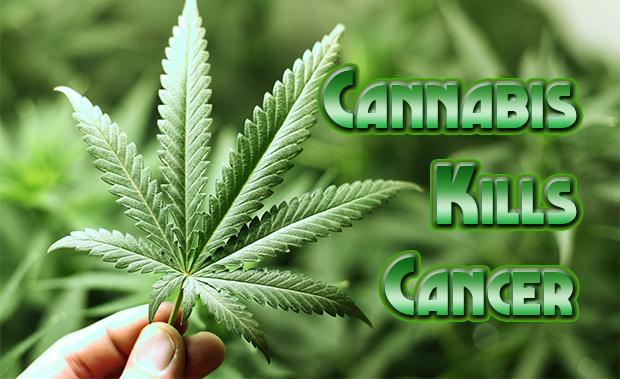 RaiseUtah's tweet photo. Cannabis Kills Cancer
https://t.co/hbyulgUKvs http://t.co/gQHboiOOzI