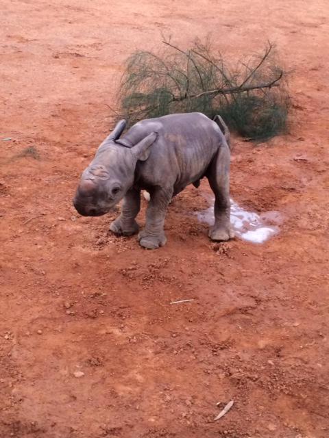 Something cute for your Friday afternoon: Congrats to <a href="/tarongazoo/">Taronga Zoo</a> on the birth of a new baby black rhino calf!