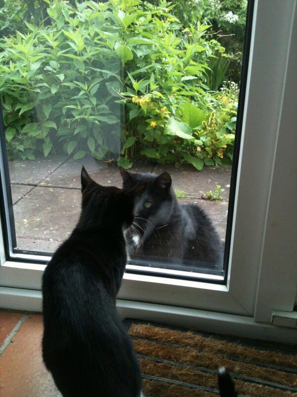 My cat is sad because he is visiting my other cat, who is serving a sentence in juvenile cat prison for stealing beef
