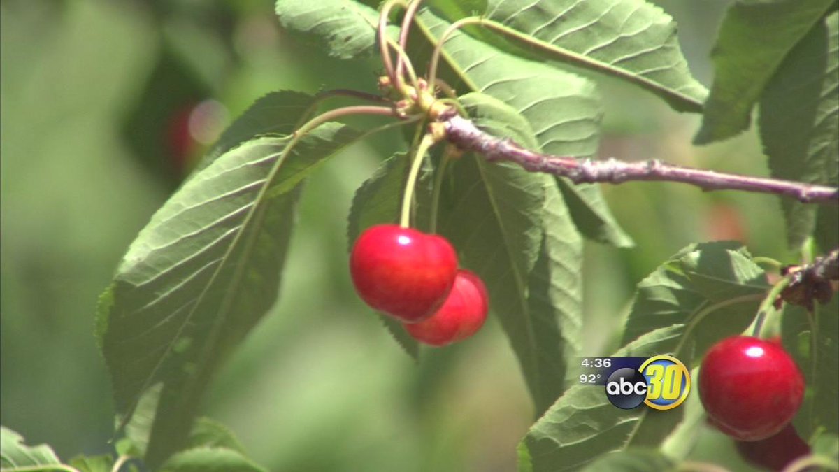 ABC30's tweet photo. Cherry crop returns to the Valley | @DaleYurongABC30 reports: http://t.co/D7ZGAUjVeC #AgWatch http://t.co/OtH5dYXWev