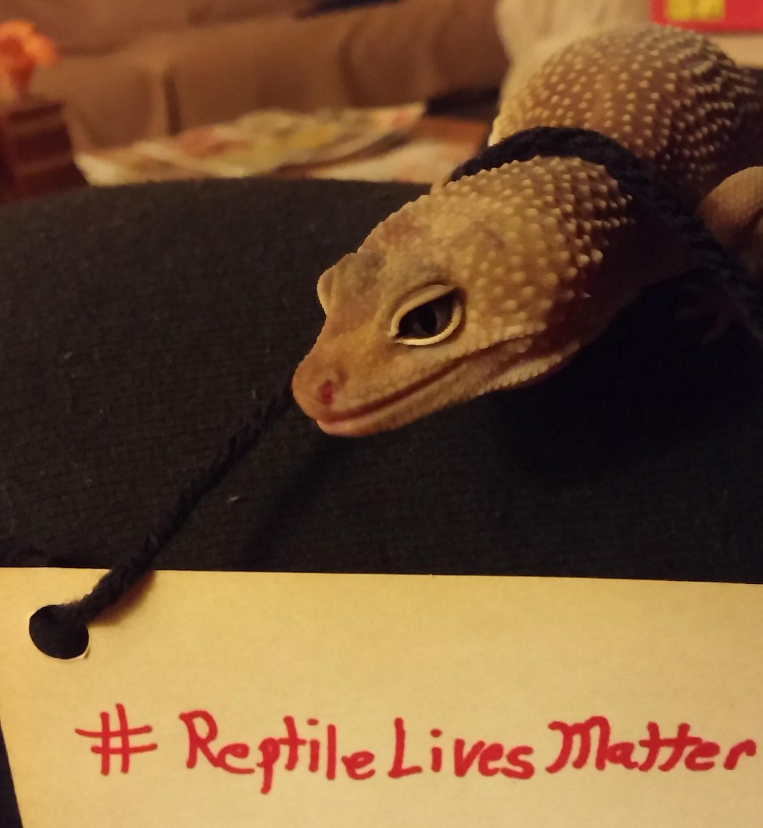 SachielGecko's tweet photo. I can be political too!  #ReptileLivesMatter http://t.co/CPWl5iNA4q