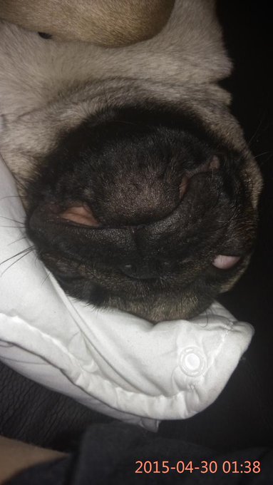 As&iacute; duerme mi perro xD http://t.co/55js06ygvm<a href="/tag/onlyfans"class="tags"><span>#onlyfans</span></a>