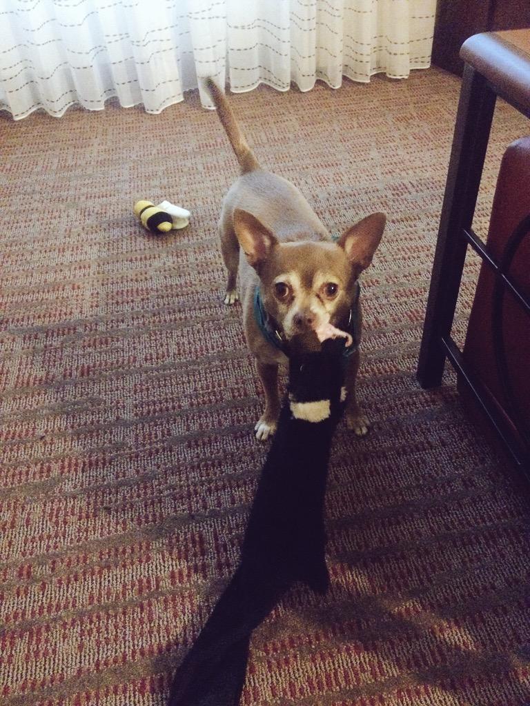 AlfieTheBold's tweet photo. Great day at Lucky's Pet Resort getting groomed and playing with new furiends. Now playtime at hotel! #greensborolife http://t.co/morBLoxtHG