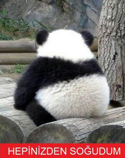 ����� ����������, �������� ������� ��������