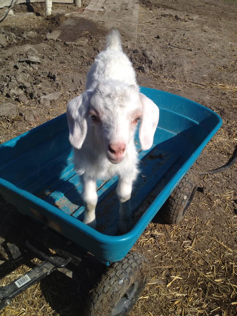 Goats in wagons. How cute is that?