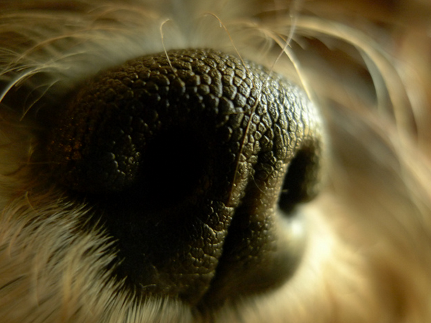 HelloSchnauzer's tweet photo. I #smell you ~ pic by Jaime de la Fuente #schnauzer http://t.co/R5oPUi8b5M