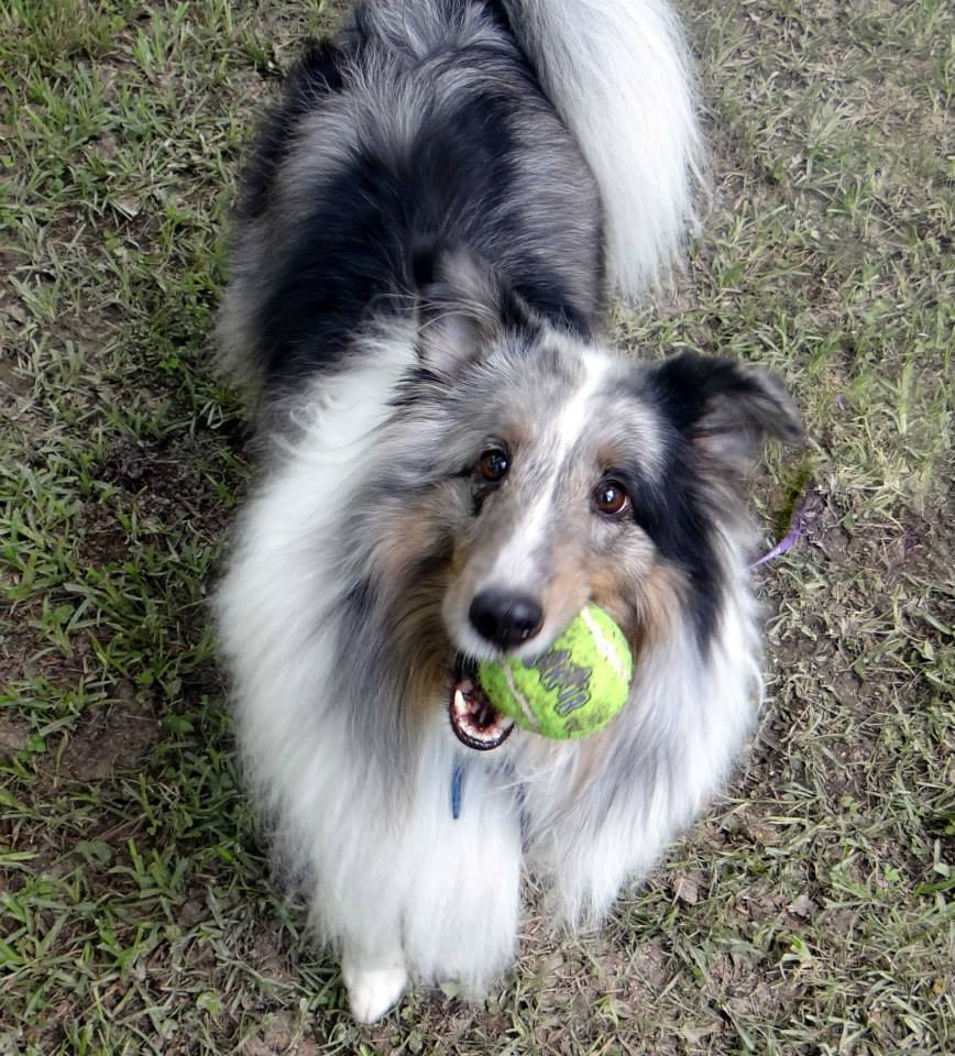 mirandayoung09's tweet photo. We're having a ball celebrating #NationalPurebredDogDay! #PurebredDogs http://t.co/ljGHqyXfEZ