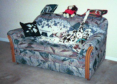 proskairos's tweet photo. All-around functionality-hunter, ratter, guardian, herder, companion. #bridgedog #Dalmatian #purebreddogs http://t.co/m0pkvlV4BT