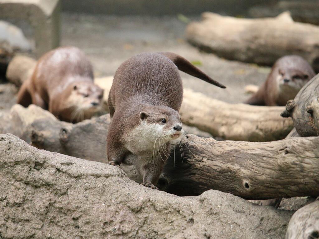 カワウソ画像bot tweet media