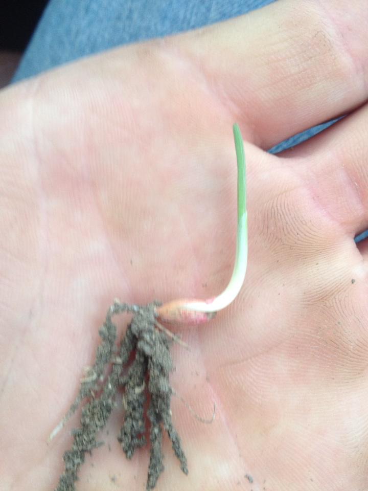 Barley seeded last Wednesday #plant15