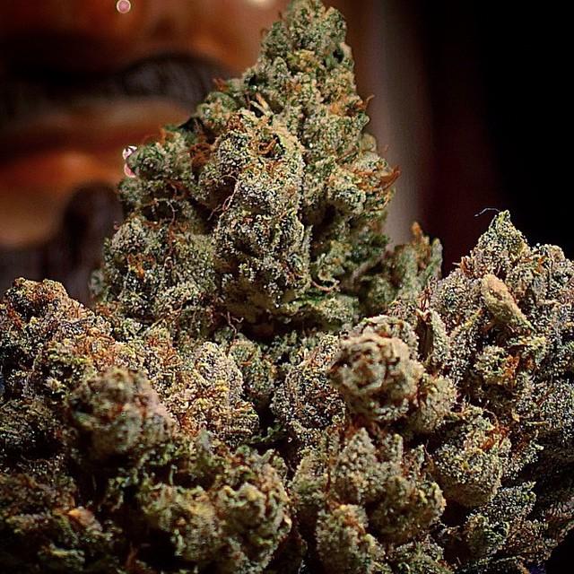yetifarms's tweet photo. OverlordOG โฝ๏ธ๐โฝ๏ธ #Repost @dxbog ๐ท #WeedPorn #LoompaFarms #OverLordOG #GiftedGrower #Humbolโฆ http://t.co/Lvrs1E6CG1 http://t.co/rN53UyxBbv