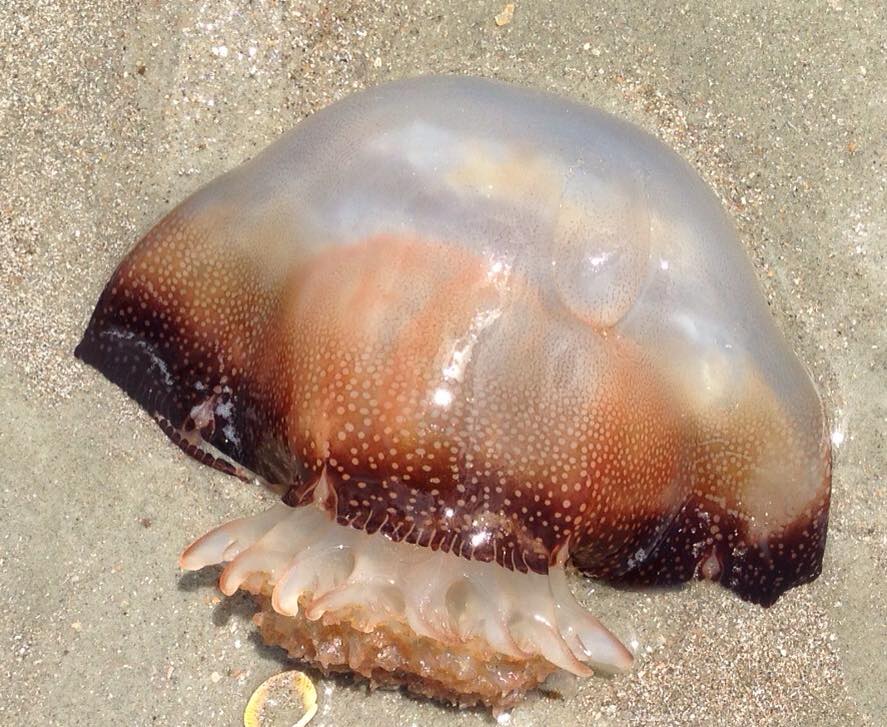 drforensicsci's tweet image. 