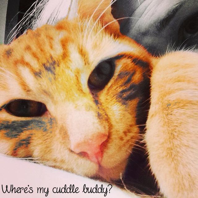 GoTeamMeow's tweet photo. Where's my cuddle buddy? Thanks @likelitebrite for the cuddle pic of Frank! #frankwantscuddles /TB http://t.co/yc0Pl1aubt