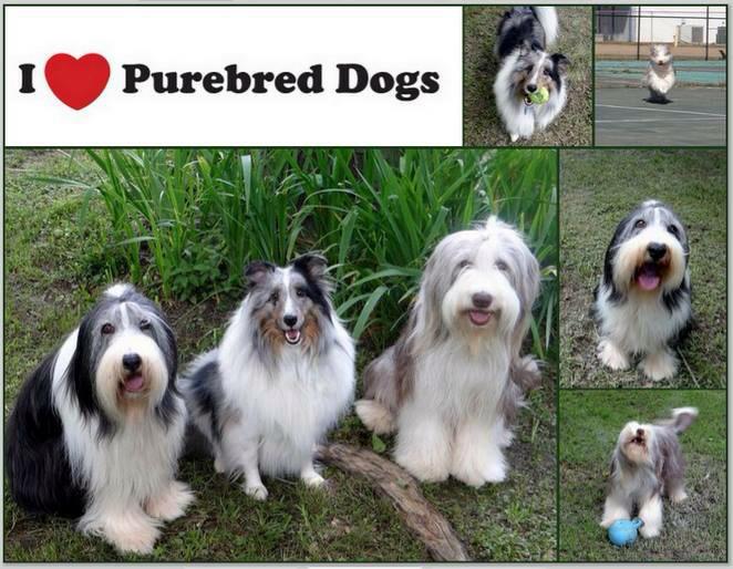 mirandayoung09's tweet photo. Just love these guys! #NationalPurebredDogDay #PurebredDogs #BeardedCollie #ShetlandSheepdog http://t.co/f87LKVhysd