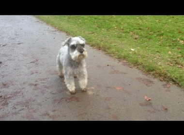 HelloSchnauzer's tweet photo. The #Adventures of Arthur - the talking Miniature #Schnauzer 
watch video : http://t.co/C4kPn1TDVD http://t.co/Ys13aQYvPA
