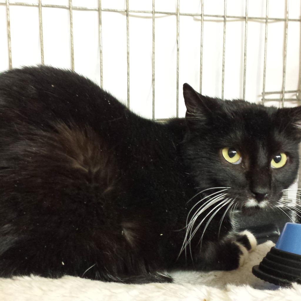 harlemcats's tweet photo. @sockington help me get adopted! -Sassy the Cat http://t.co/QQHjmEsdkL