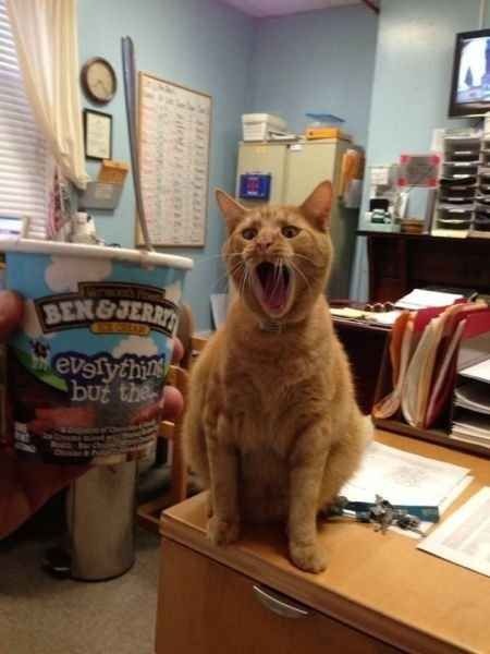 tenTokenSmall's tweet image. The Cat Who Caught Her Owner in the Act of Stealing Her Ice Cream