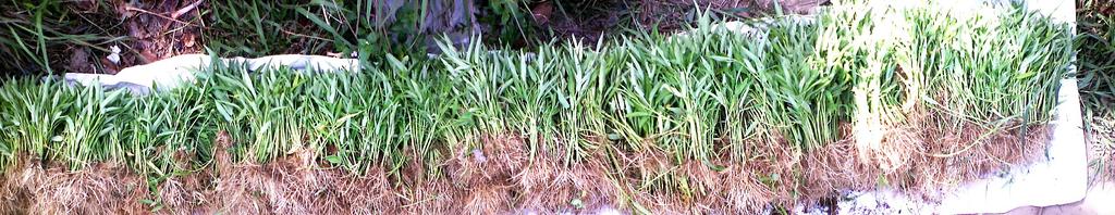 Hasil panen sayur perdana #kelompoktani #GAFATARKepri