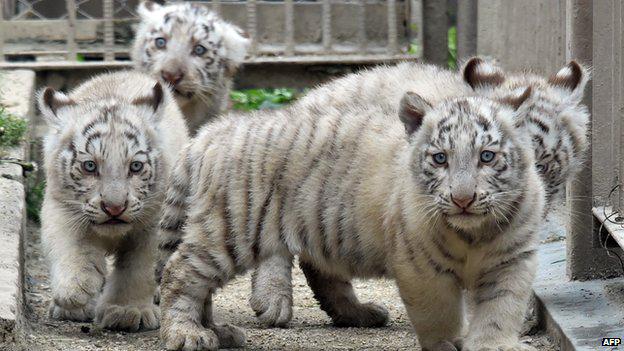BBCNewsAsia's tweet photo. Baby white tigers. In Japan: http://t.co/R8FdkM2sRu http://t.co/ojv0H9VqPE