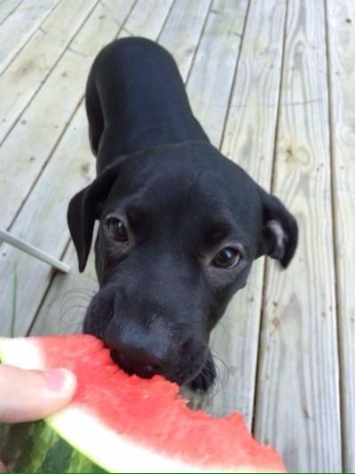 PosiFawn's tweet photo. if u happen 2 be feeling down this sunday night heres a pup eating watermelon 2 cheer u up! http://t.co/87OC4gVpAG