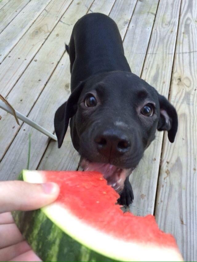 PosiFawn's tweet photo. if u happen 2 be feeling down this sunday night heres a pup eating watermelon 2 cheer u up! http://t.co/87OC4gVpAG