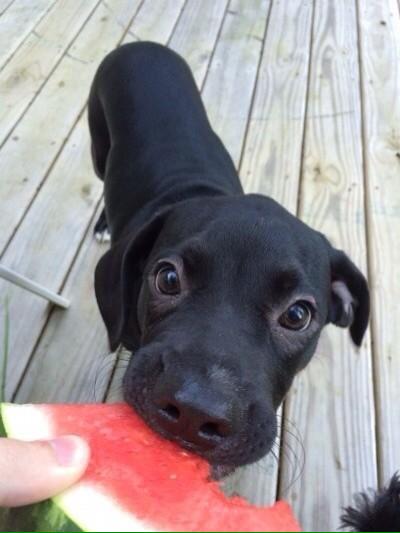 PosiFawn's tweet photo. if u happen 2 be feeling down this sunday night heres a pup eating watermelon 2 cheer u up! http://t.co/87OC4gVpAG