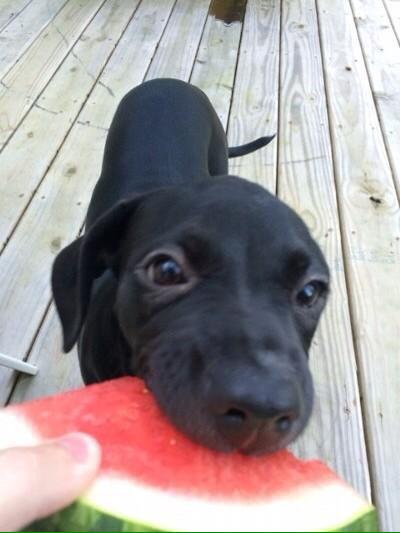 PosiFawn's tweet photo. if u happen 2 be feeling down this sunday night heres a pup eating watermelon 2 cheer u up! http://t.co/87OC4gVpAG