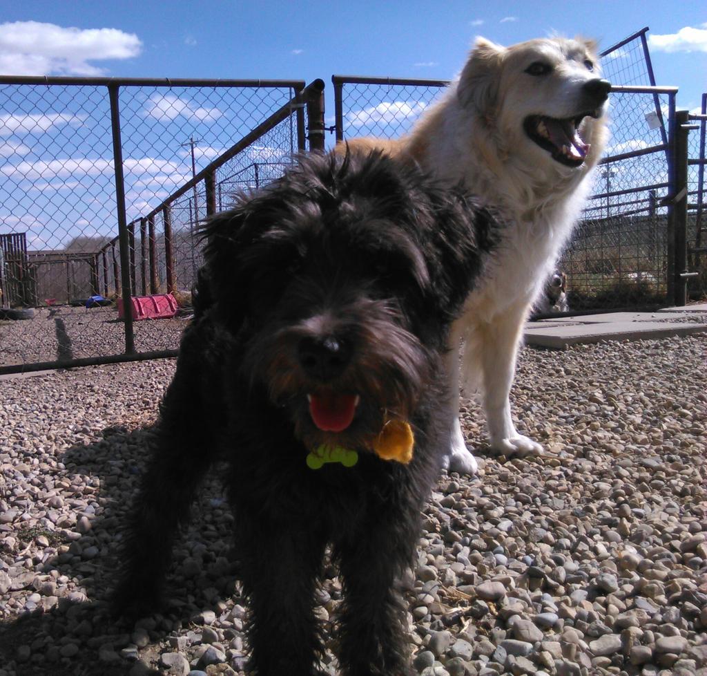What a fun day..all dogs pooped!!!!#dogdaycare #airdrie #cutepuppies