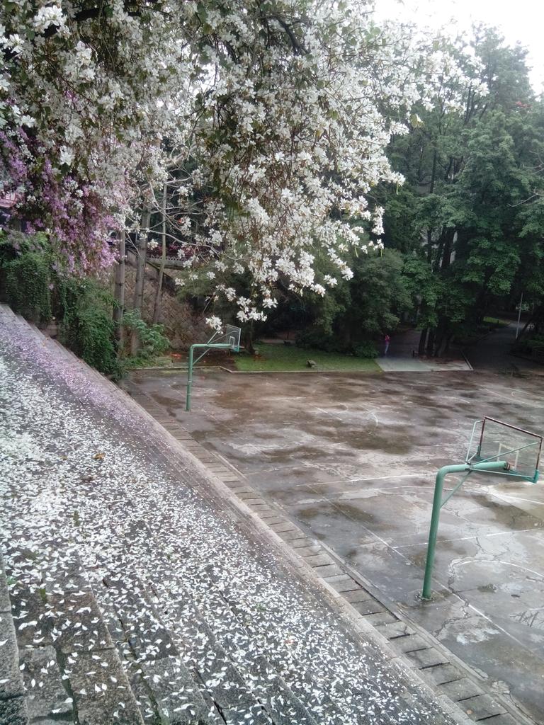 becauseyehet's tweet photo. aaahh, spring. my nose is itching http://t.co/xwIZi0uJxr