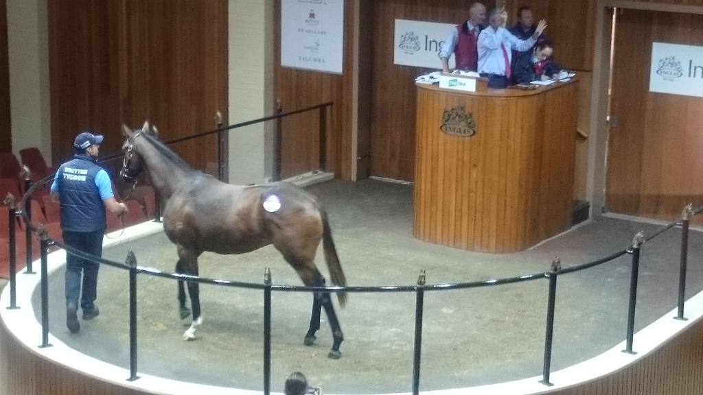 Lot258 sells for $40k #VOBISGold @inglis_sales for team @Woodside_Park #VicSired