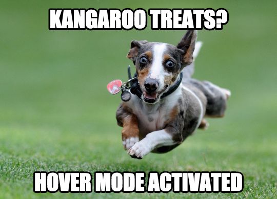 OrrorooKangaroo's tweet photo. As soon as you open the package...  #kangarootreats #dogtreats http://t.co/sZrbgS0piL