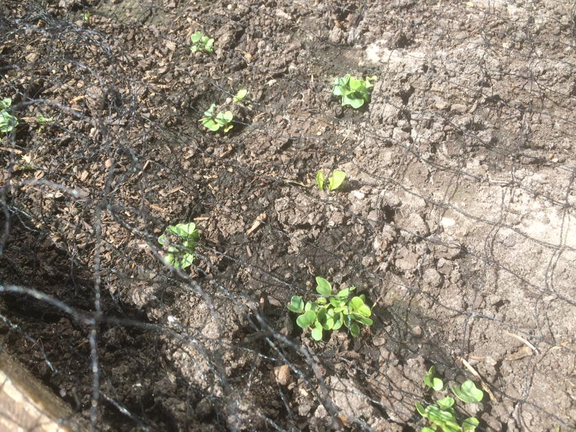 Ja, ja, it begjin is der.