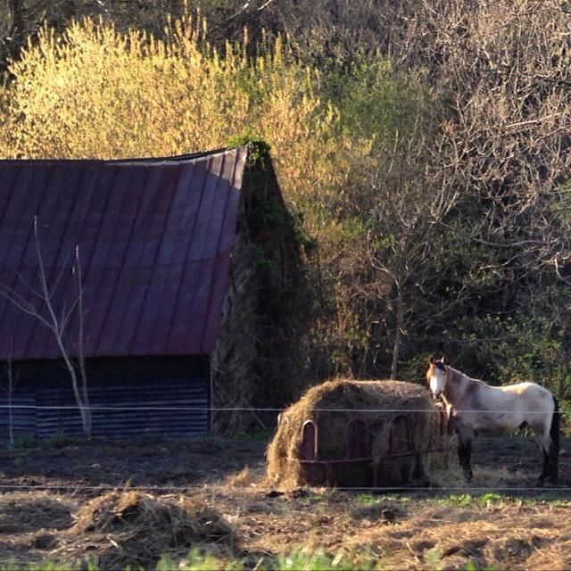 brown0806's tweet photo. #horse #CountryLiving #farm http://t.co/aMm0uyqZ9m