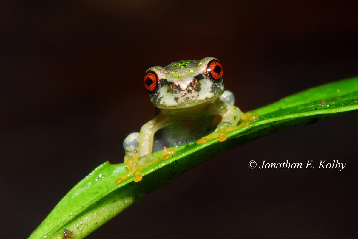 MyFrogCroaked's tweet photo. #Frog #Metamorph #Monday! Baby #Plectrohyla dasypus in a Honduran cloud #forest @amphibiansorg @opwalluk @ASIHCopeia http://t.co/47tz9ILtyI