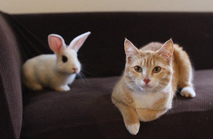 Hey guys! Meet Posey. Neighbors ditched her at 6wks after being hit by a car. Shes my first foster fail<a href="/tag/fetish"class="tags"><span>#fetish</span></a>