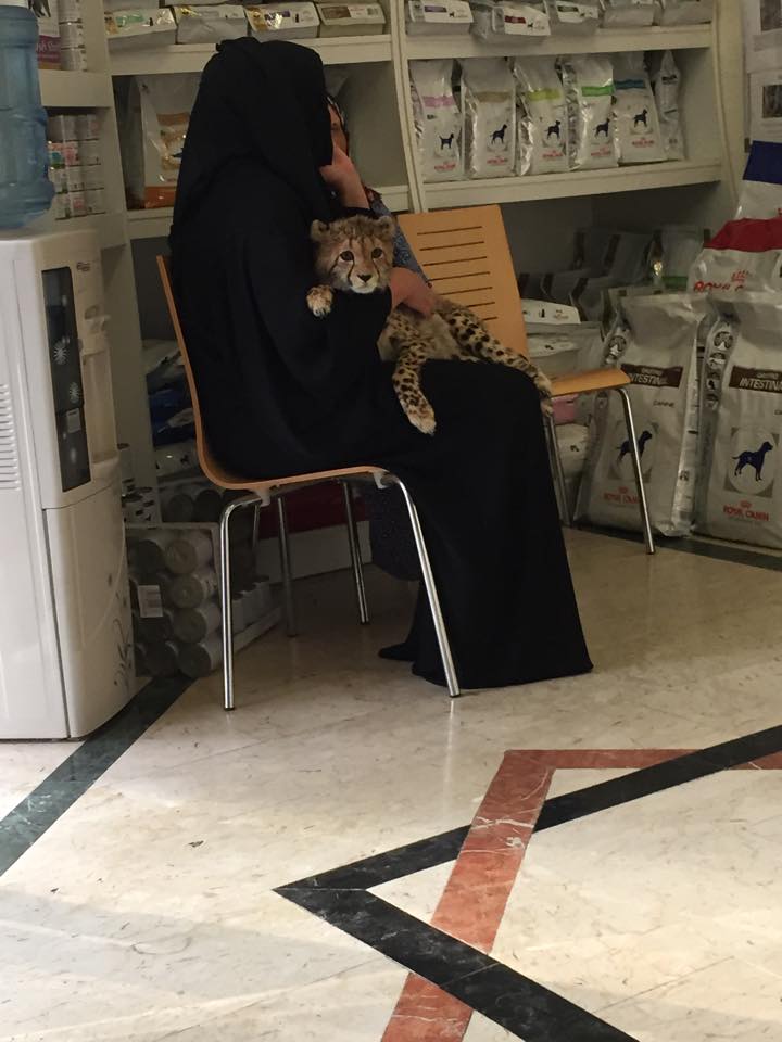 두바이 동물병원 대기실이래요. 엄청나네요...