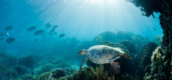 GreenpeaceAP's tweet photo. Turtles are swallowing our plastic &amp;Taronga Zoo reported extra plastic ingestion in turtles> http://t.co/VScrUHmuMo http://t.co/5bh1YlVg3j