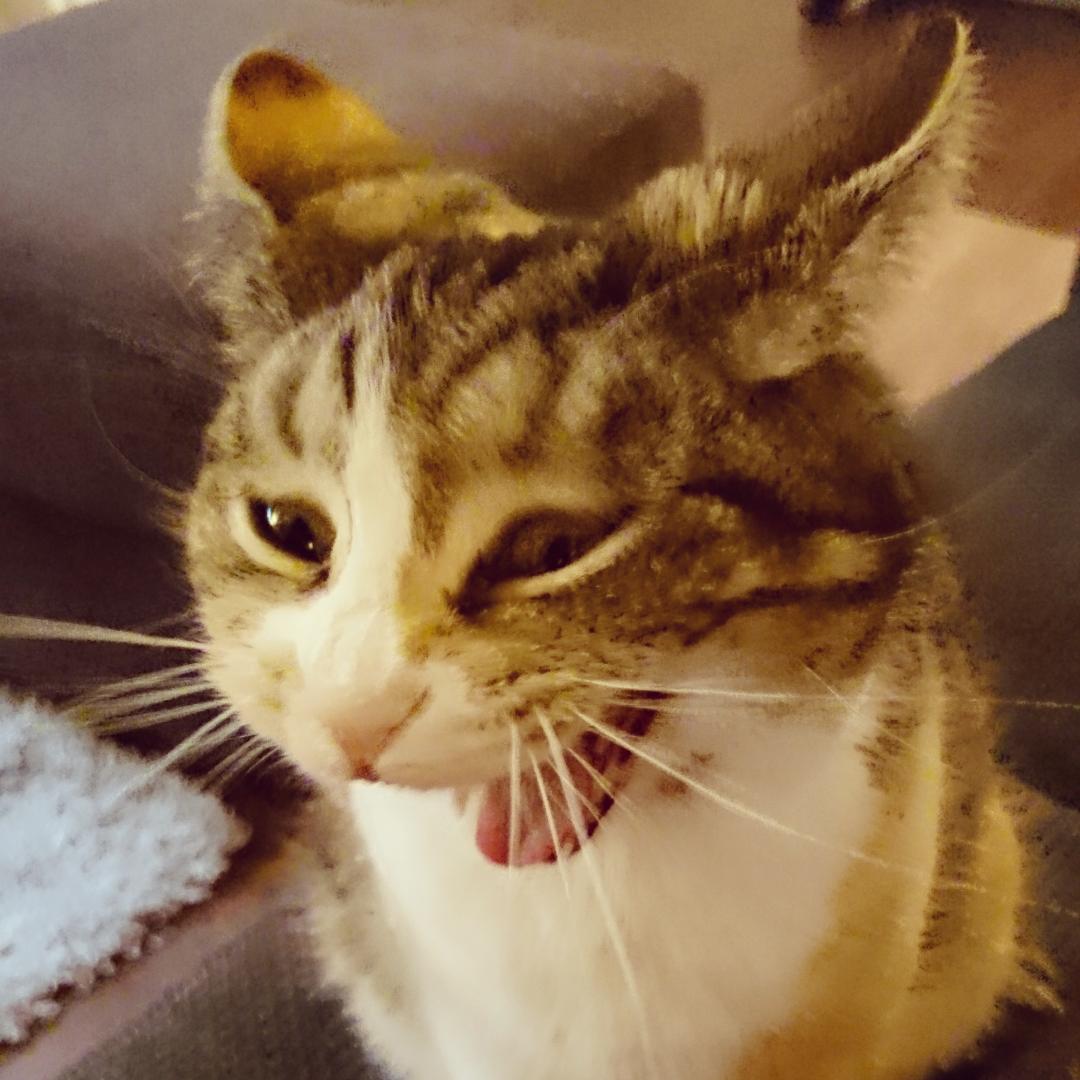 TheotherClareG's tweet image. #O2HappyCat #Tilbert