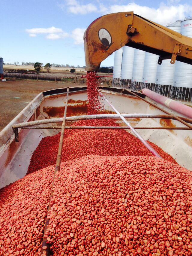 bigchamo16's tweet photo. Rana Faba's loaded at #AGFSeeds today and delivered direct to farm for planting tomorrow. #plant15 http://t.co/ALKGDCv3qW