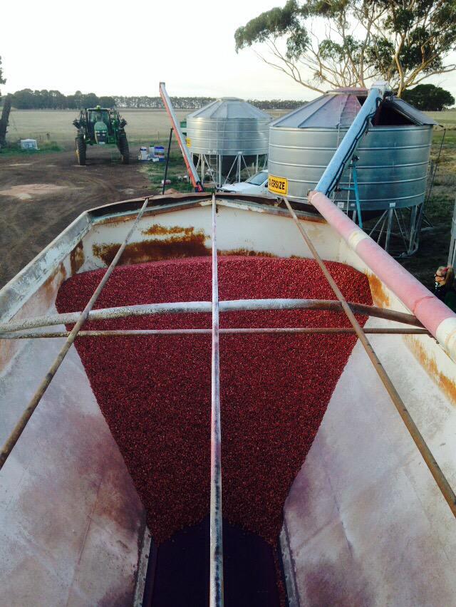 bigchamo16's tweet photo. Rana Faba's loaded at #AGFSeeds today and delivered direct to farm for planting tomorrow. #plant15 http://t.co/ALKGDCv3qW