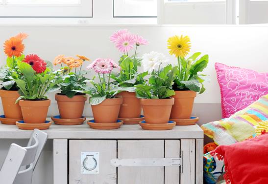 CeesMom1's tweet photo. Gerbera’s zijn er in vele kleuren, maten en variëteiten. Wat is jouw favoriet? #gerbera http://t.co/KqkPu1VxBE