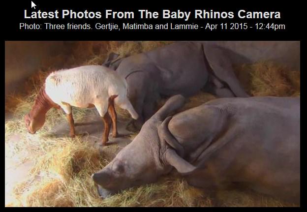 denorich's tweet photo. this is why SA is the world capital for wild-life @BEMolewa @SANParks @savetherhino @OpRoar http://t.co/cYcxl9NQ17