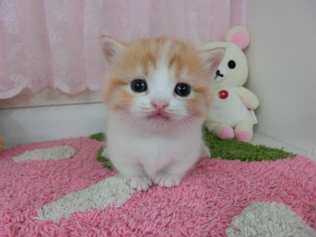 毎日更新 あなたの心を癒やす 可愛すぎる動物画像まとめ 8ページ目 Togetter 毎日更新 あなたの心を癒やす 可愛すぎる動物画像まとめ 8ページ目 Togetter