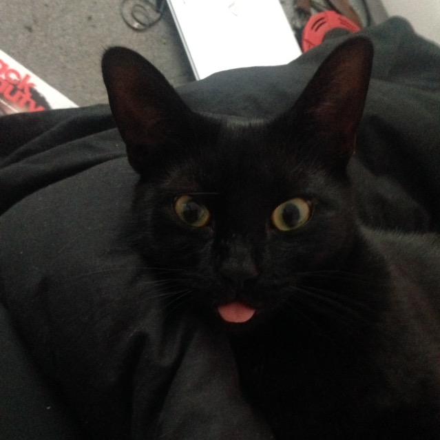 _Porshx's tweet image. #O2HappyCat